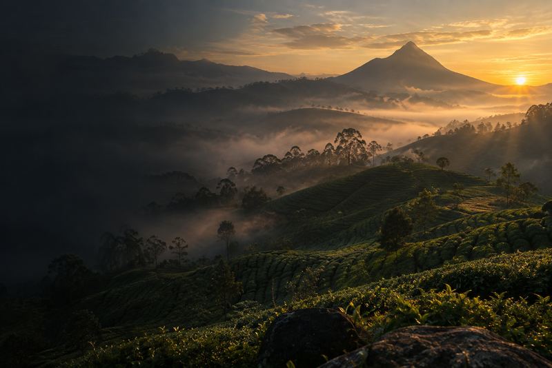 Tea hills in soft mist at dawn with a conical mountain peak behind, gold light breaking through