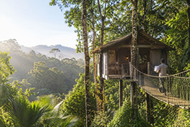 A rainforest treehouse cabin and rope bridge in morning sunlight