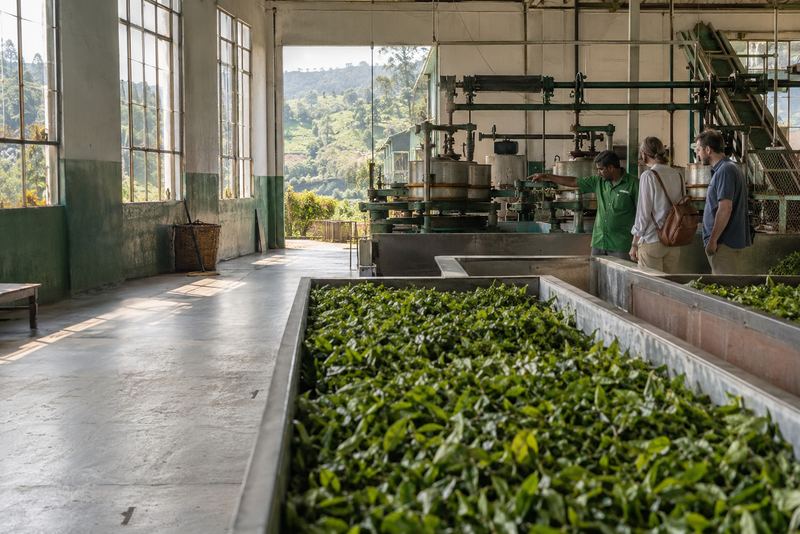 A guide showing visitors the rolling machines in a tea factory