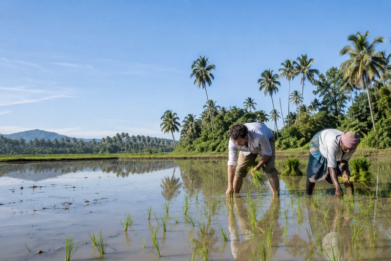 අමුත්තා උදෑසනක් කුඹුරේ හෝ කුළුබඩු වත්තේ වැඩ කරන ගොවිපළ නවාතැන්