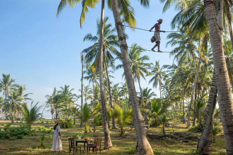 A toddy tapper on a rope between palms in morning sun
