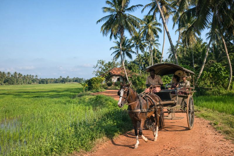 A horse and carriage on a village lane between paddies
