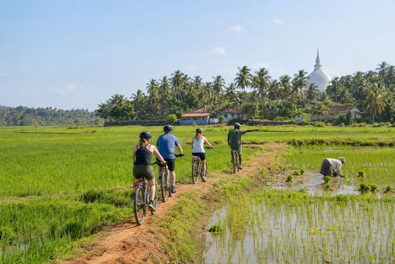 Cyclists on a paddy bund with a guide leading