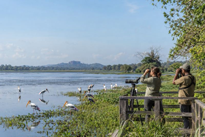 A bird guide and visitor watching painted storks from a boardwalk