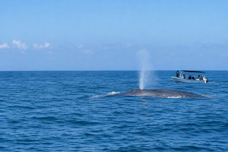 A whale-watching boat keeping back from a blue whale off Mirissa