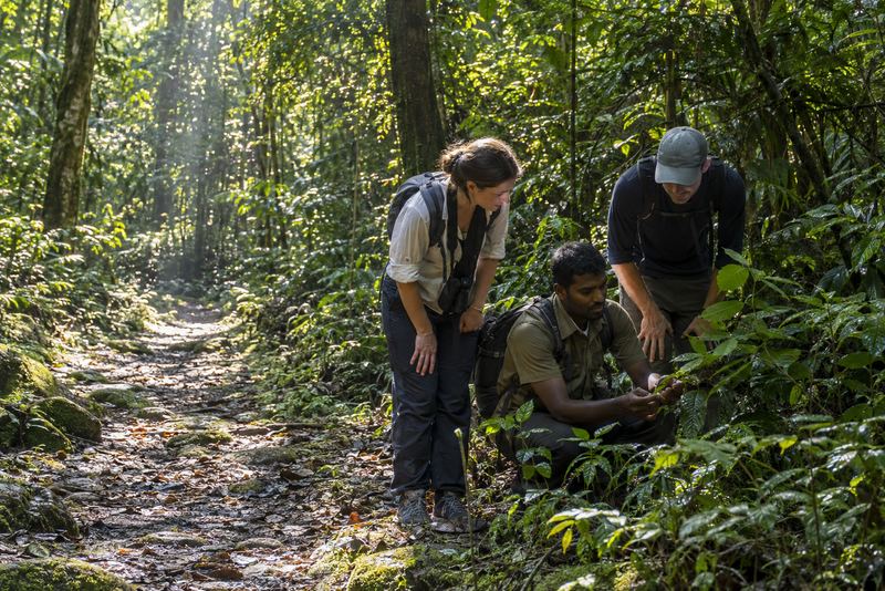 A forest guide showing visitors a medicinal leaf at Sinharaja