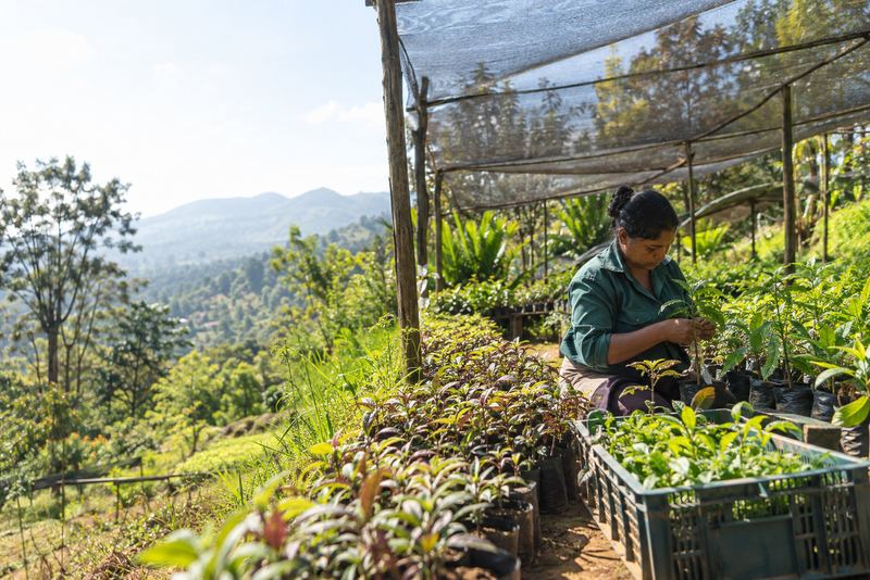 A nursery worker tagging medicinal seedlings in the hills