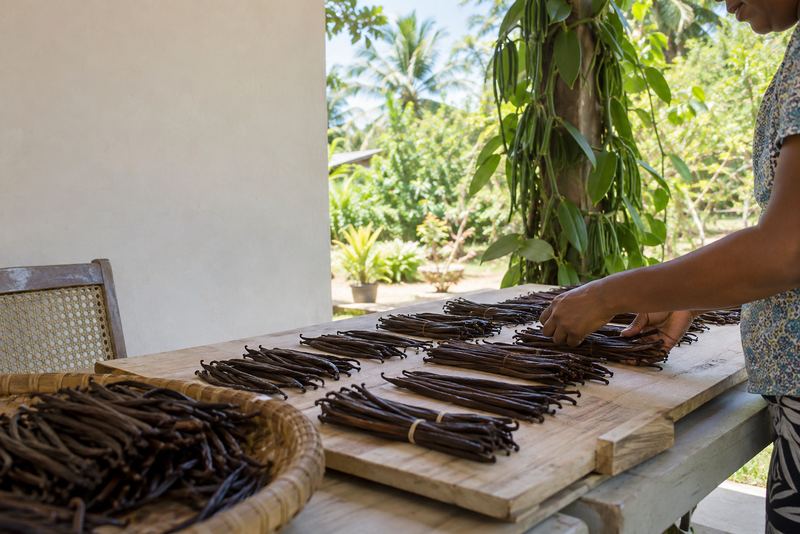 Hands grading cured vanilla pods on a bright veranda