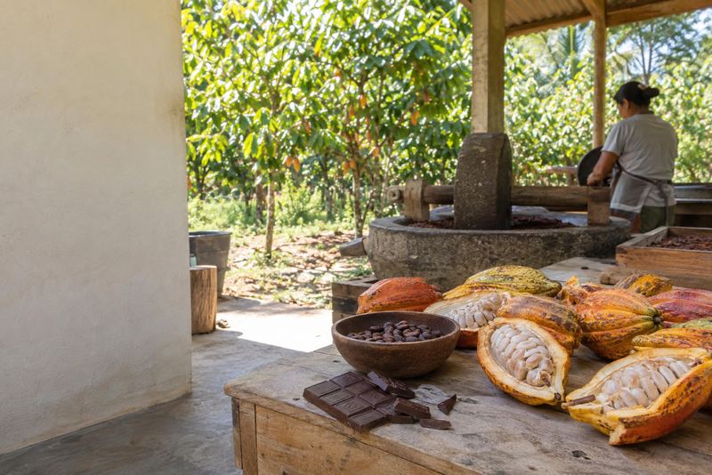 තෙත් කලාපයේ කොකෝවා, දිවයිනේදීම බෝංචියේ සිට චොකලට් කැටය දක්වා සකස් කර
