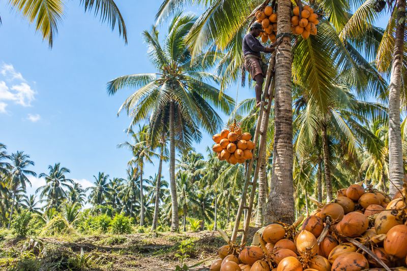 A picker lowering orange king coconuts in a sunny grove