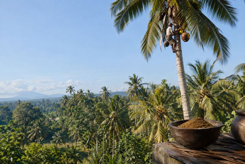 A toddy tapper high in a palm with a bowl of coconut sugar