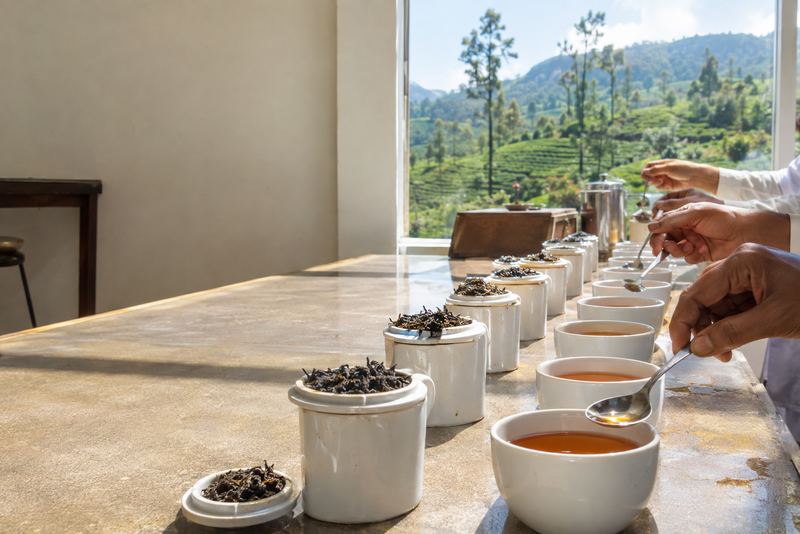 Trainees tasting tea in cups in a bright Nuwara Eliya room