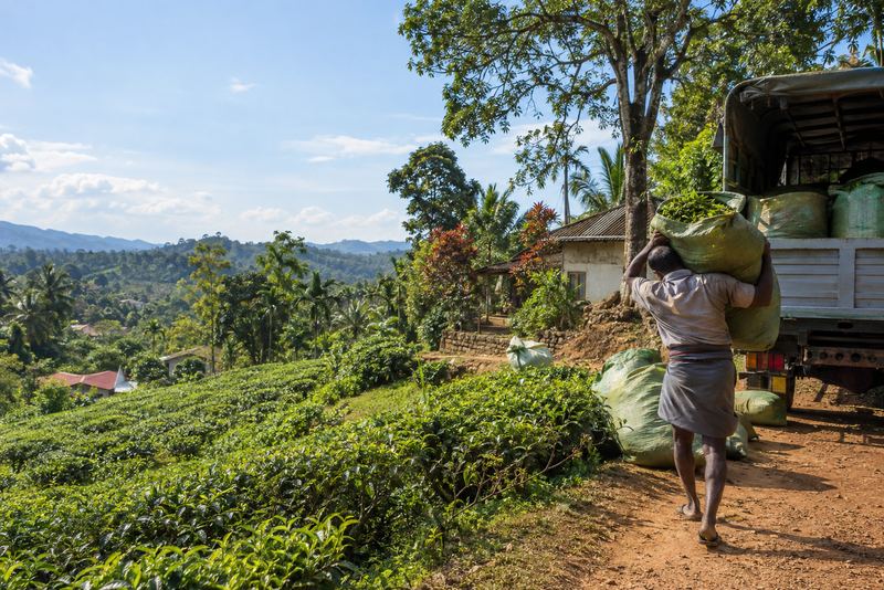 A smallholder carrying tea leaf to a lorry near Ratnapura