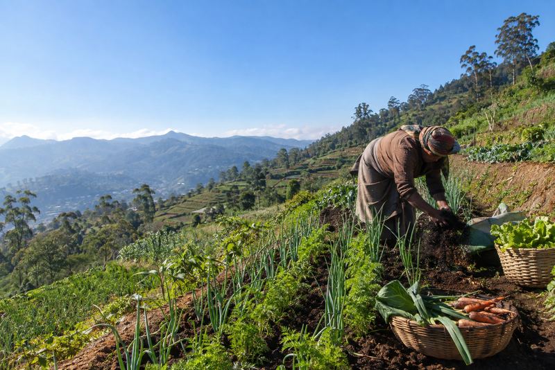 A farmer spreading tea-leaf compost on vegetable terraces