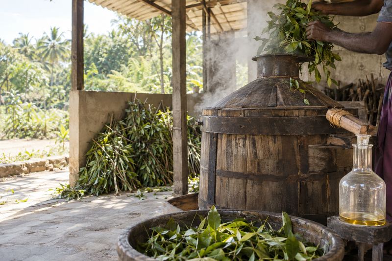 Cinnamon leaf loaded into a still as golden oil collects