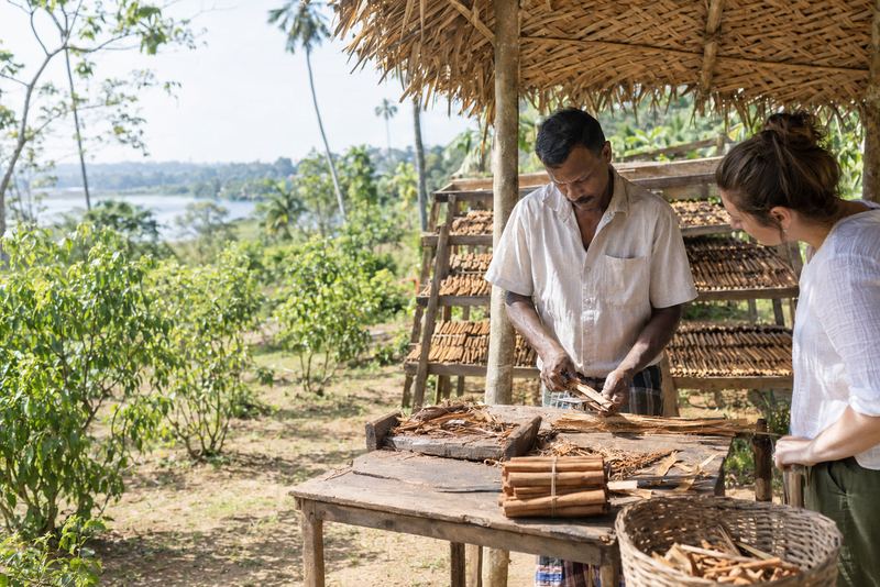A visitor watching a cinnamon peeler roll quills in a garden