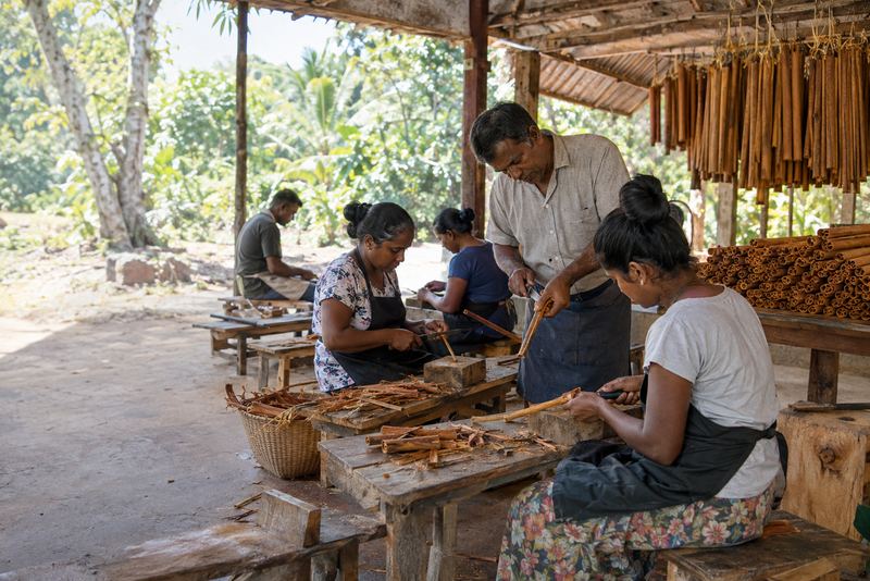 Trainee cinnamon peelers at benches with an instructor