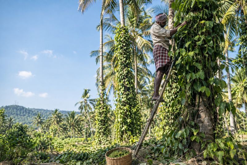 A farmer picking pepper from vines on coconut palms