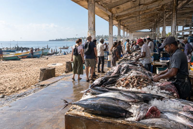 Visitors touring Negombo fish market in early morning sun