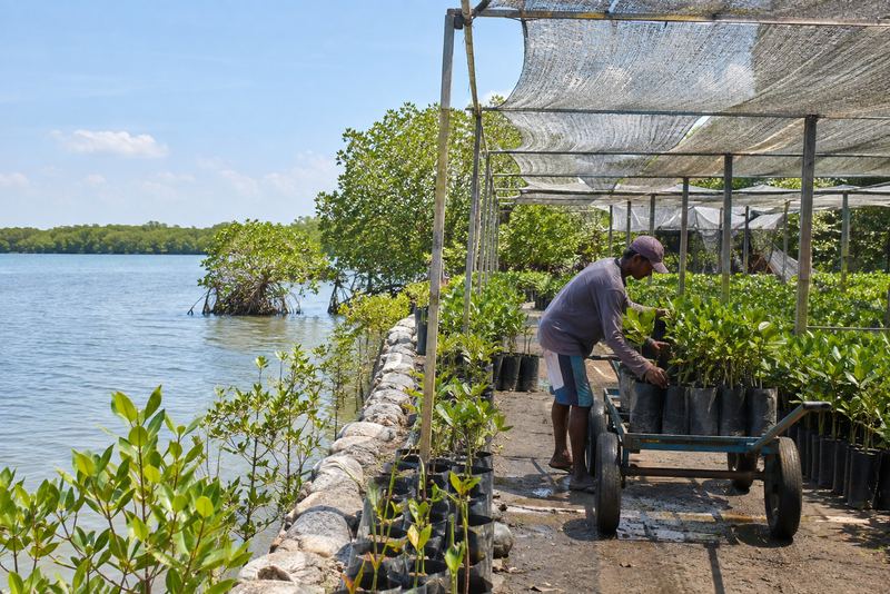 Rows of mangrove seedlings in a nursery beside a lagoon