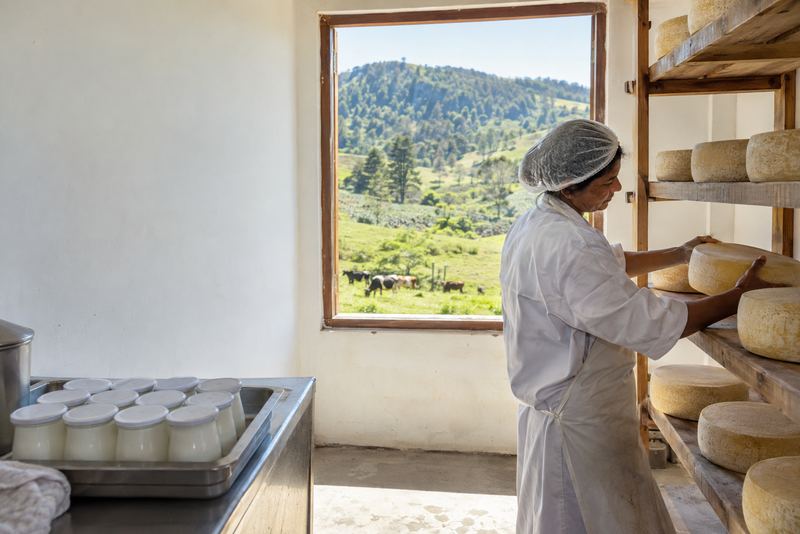 A cheesemaker turning cheese wheels in a hill-country dairy