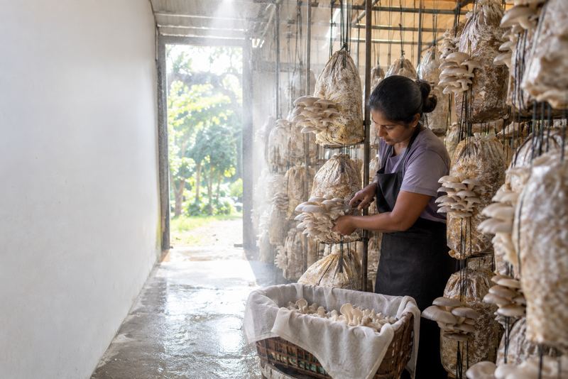 A grower harvesting oyster mushrooms in a grow-house