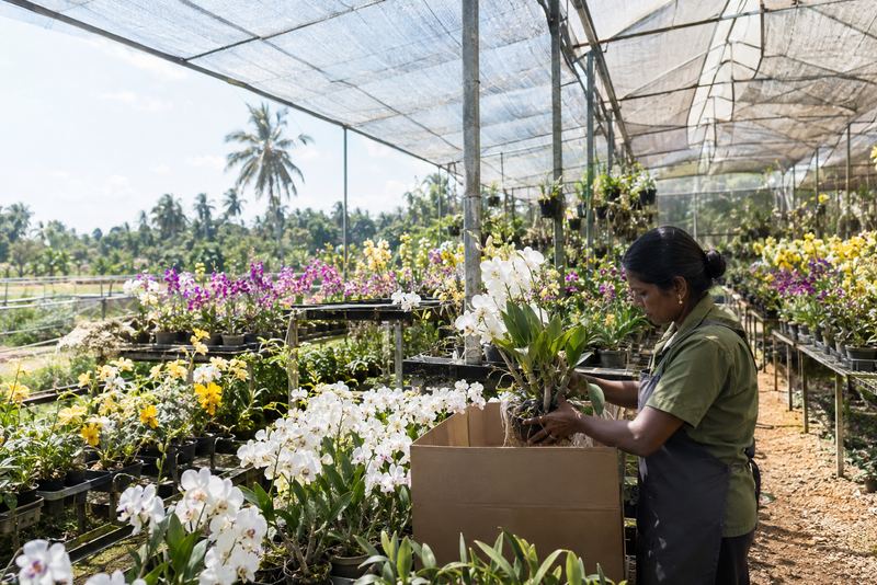 අපනයනය සඳහා ඕකිඩ් තවාන්. සිංගප්පූරුව ඒ කර්මාන්තය කිසිවක් නැති තැනක සිට ගොඩනැඟුවේය