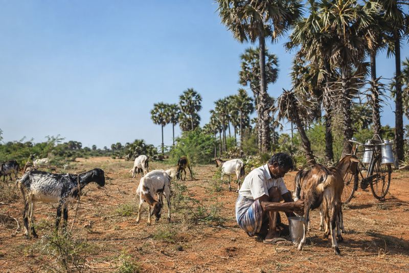 A herder milking a goat among palmyrah palms