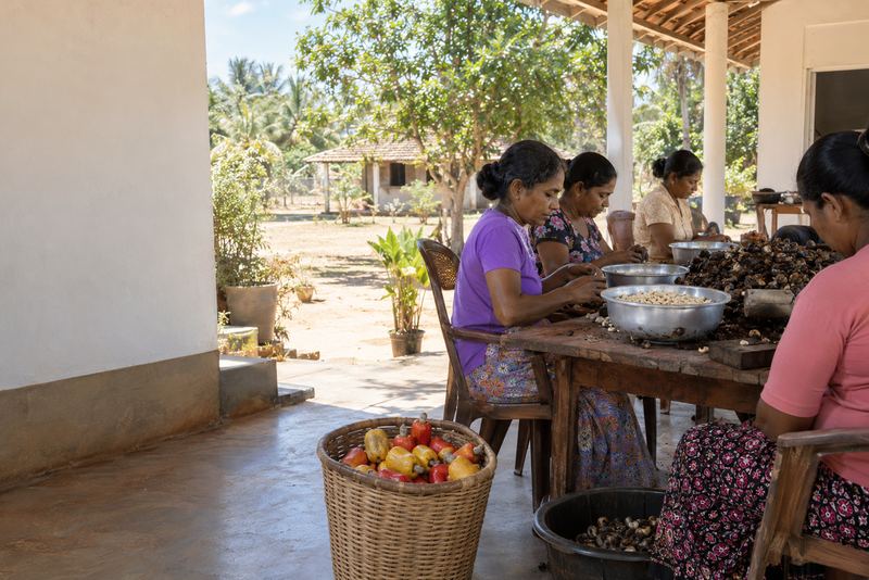 Workers shelling cashews on a sunny veranda near Puttalam