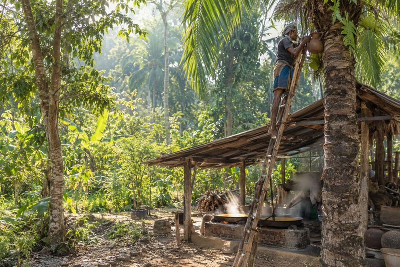 A kithul tapper on a ladder above a treacle shed