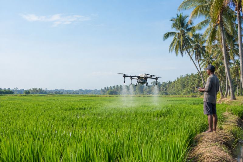 A drone spraying a paddy field in morning sun