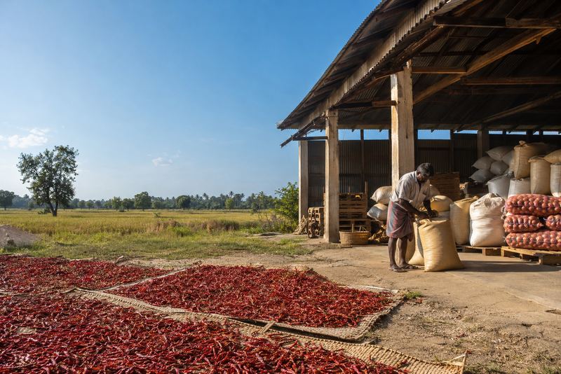 රට තවමත් ආනයනය කරන දේ වැවීම: වී, ලොකු ළූණු සහ වියළි මිරිස්, මෝල්වලට සහ තොග වෙළඳුන්ට ගිවිසුම් මත, වියළන මඩු සහ ගබඩා සමඟ, එවිට අස්වැන්න නෙළූ වහාම එය විකුණන්නට ගොවියාට බල කෙරෙන්නේ නැත