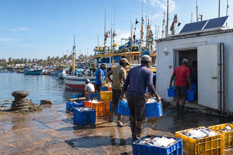 Fish carried into a solar cold room at a sunny harbour