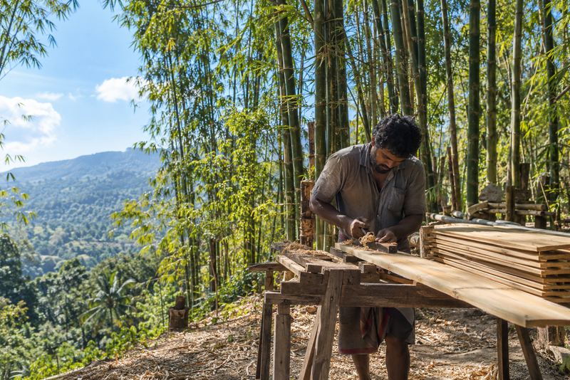 Bamboo planks being planed beside a sunny bamboo grove