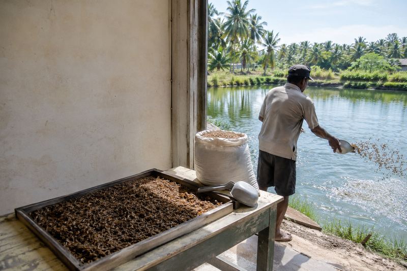 Insect-based fish feed beside a sunny fish pond