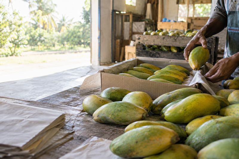 Karuthakolomban mangoes graded by hand in a sunny shed