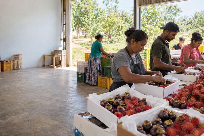 Mangosteens and rambutans packed into white boxes