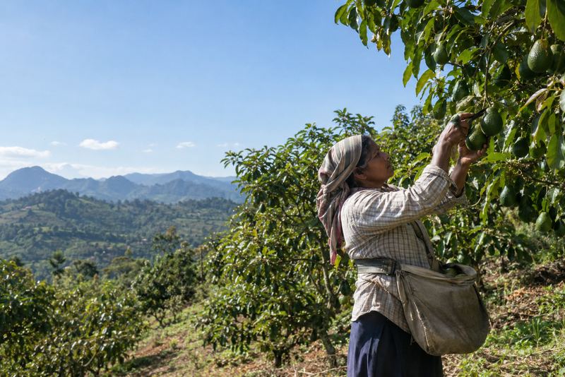 A picker harvesting avocados on a sunny hill orchard