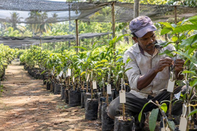නම් සහිත ප්රභේදවල බද්ධ කළ පැළ විකුණන පලතුරු පැළ තවාන්, ලේබලයේ කියන ගසම එය බවට සහතිකයක් සමඟ
