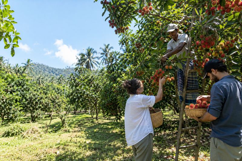 එංගලන්තයේ ඇපල් ගොවිපළවල කරන ආකාරයටම, වාරයේදී සංචාරකයන්ට තමන්ම පලතුරු කඩාගත හැකි වතු, සහ ඒ වතු හරහා ඇවිද යන මංපෙත්