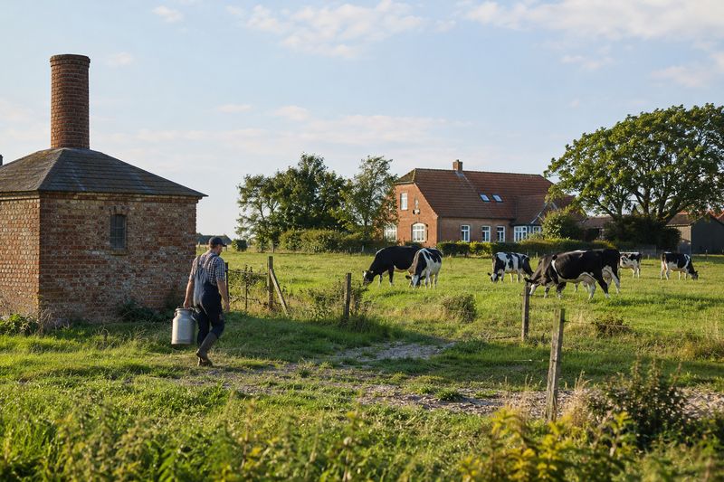A Danish dairy farm in summer, cows on flat green fields and an old brick creamery