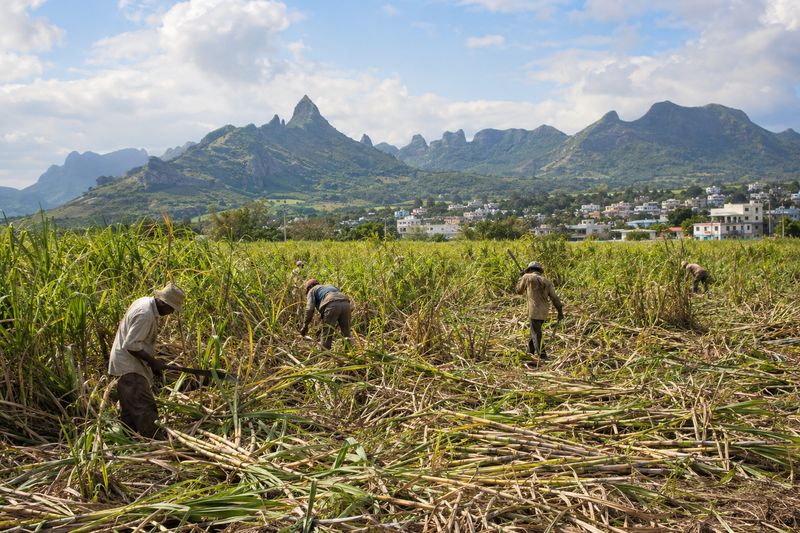 Sugar cane fields in Mauritius with workers at the harvest and green volcanic mountains behind