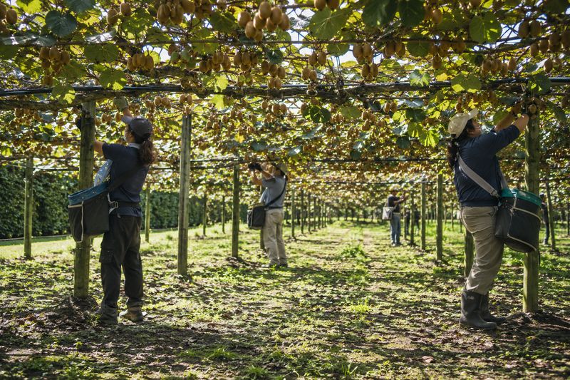 Pickers at work under the vines of a kiwifruit orchard in New Zealand